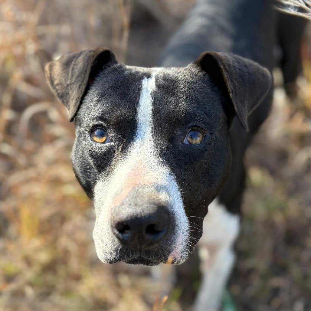 Enlarge Hunt, a Adoptable mixed breed in Marshall, TX image 2/5