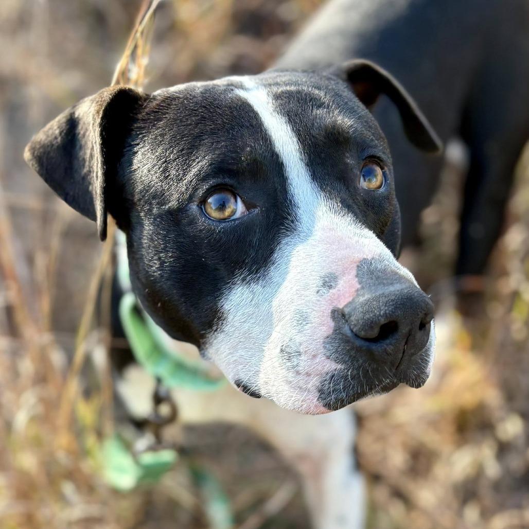 Enlarge Hunt, a Adoptable mixed breed in Marshall, TX image 3/5