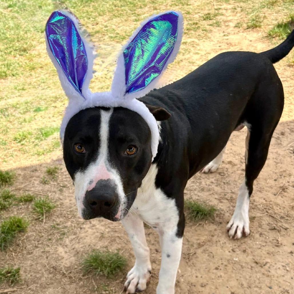 Enlarge Hunt, a Adoptable mixed breed in Marshall, TX image 4/5