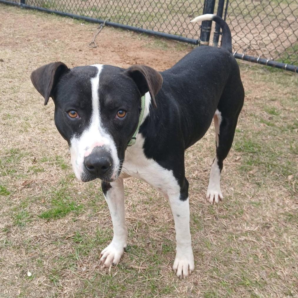 Enlarge Hunt, a Adoptable mixed breed in Marshall, TX image 5/5