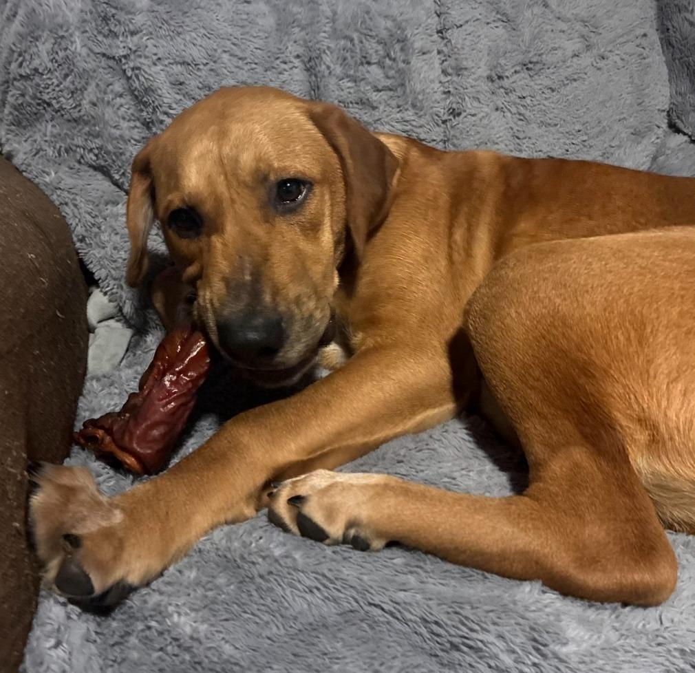 Sperry, Adoptable, Young Female Plott Hound.