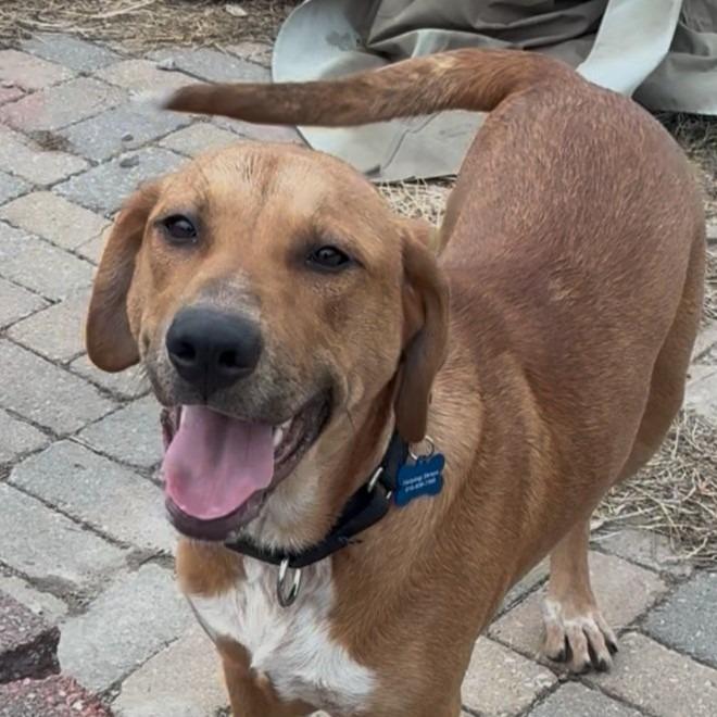 Enlarge Sperry, a Adoptable mixed breed in Columbia, IL image 3/4