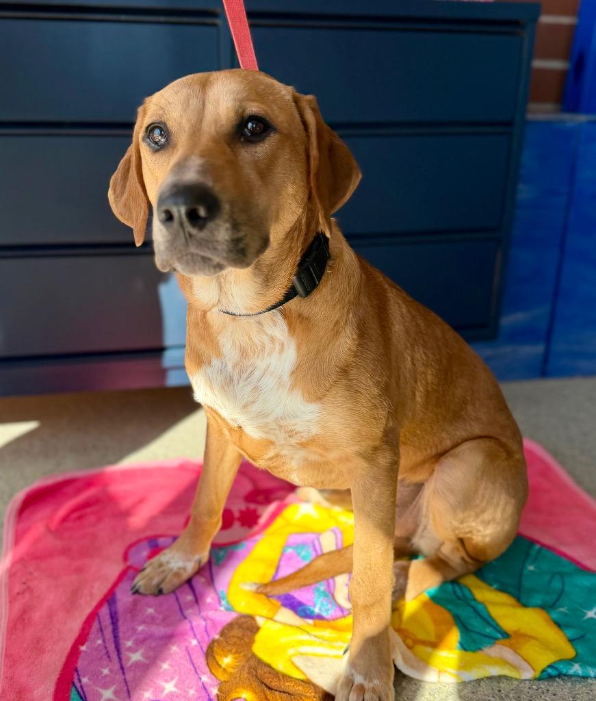 Sperry, Adoptable, Young Female Plott Hound.