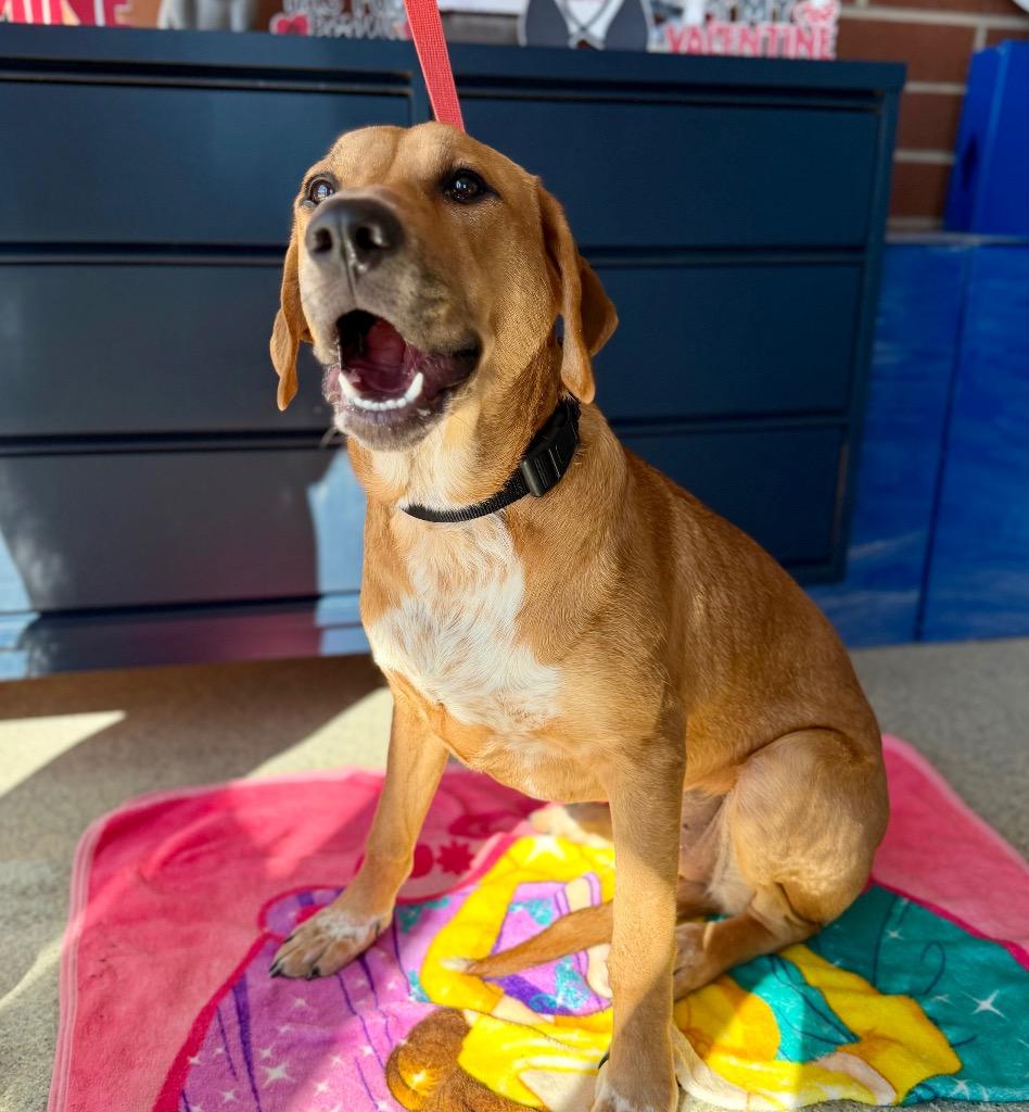 Enlarge Sperry, a Adoptable mixed breed in Columbia, IL image 2/6