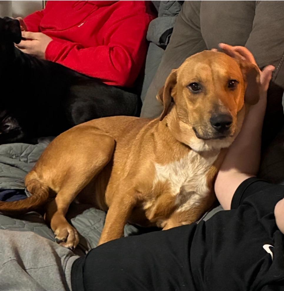 Enlarge Sperry, a Adoptable mixed breed in Columbia, IL image 3/6