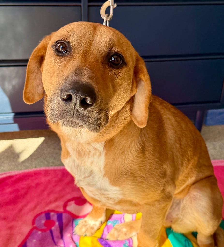 Enlarge Sperry, a Adoptable mixed breed in Columbia, IL image 4/6