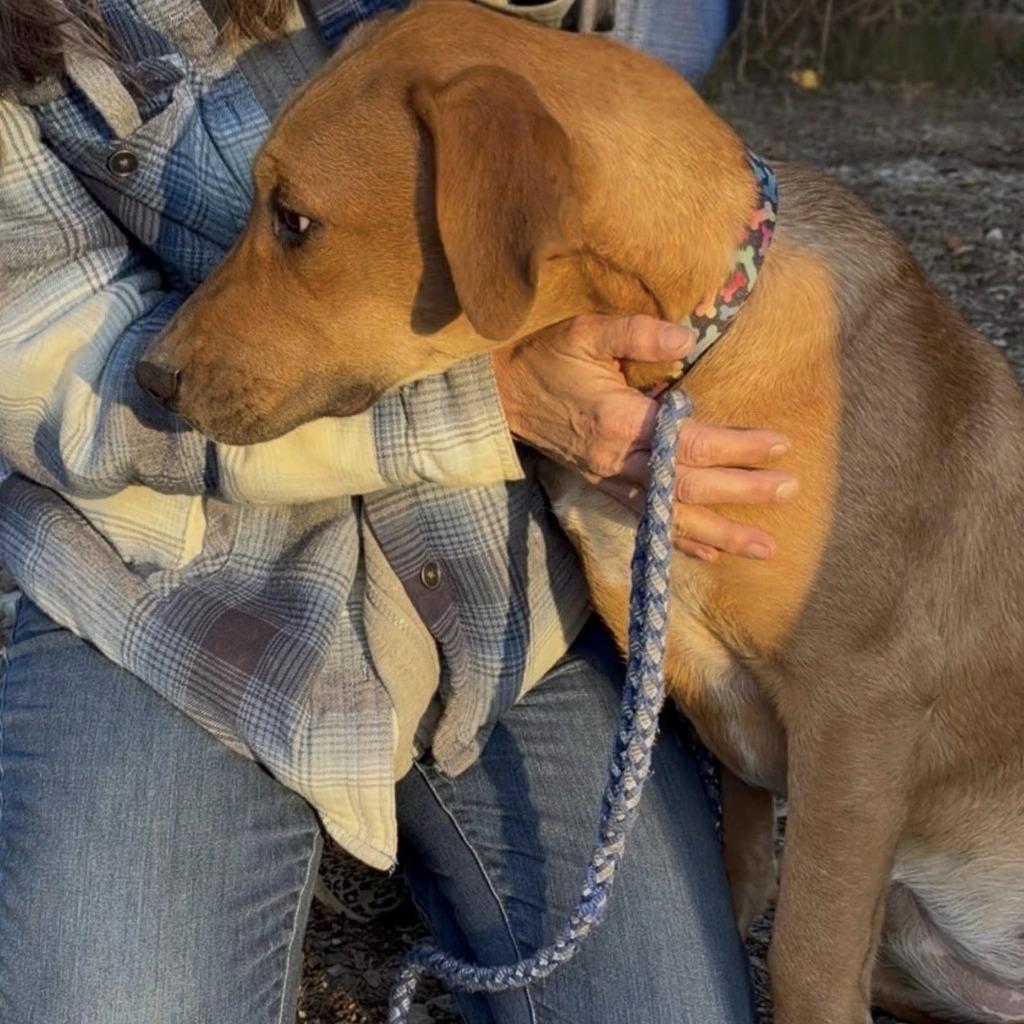 Enlarge Sperry, a Adoptable mixed breed in Columbia, IL image 4/4