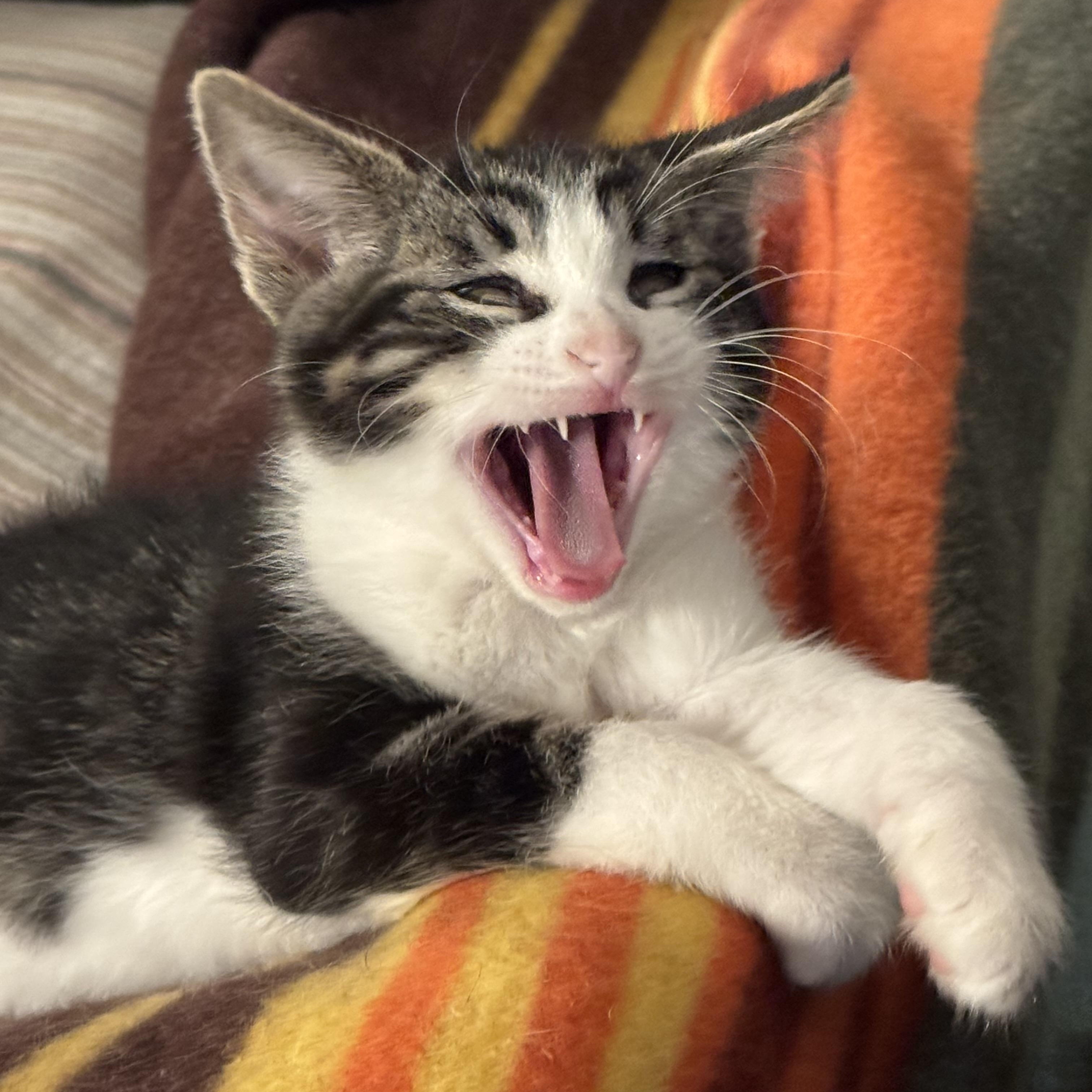 Treble bonded with Tempo, a Adoptable Domestic Short Hair in San Francisco, CA image 2/3