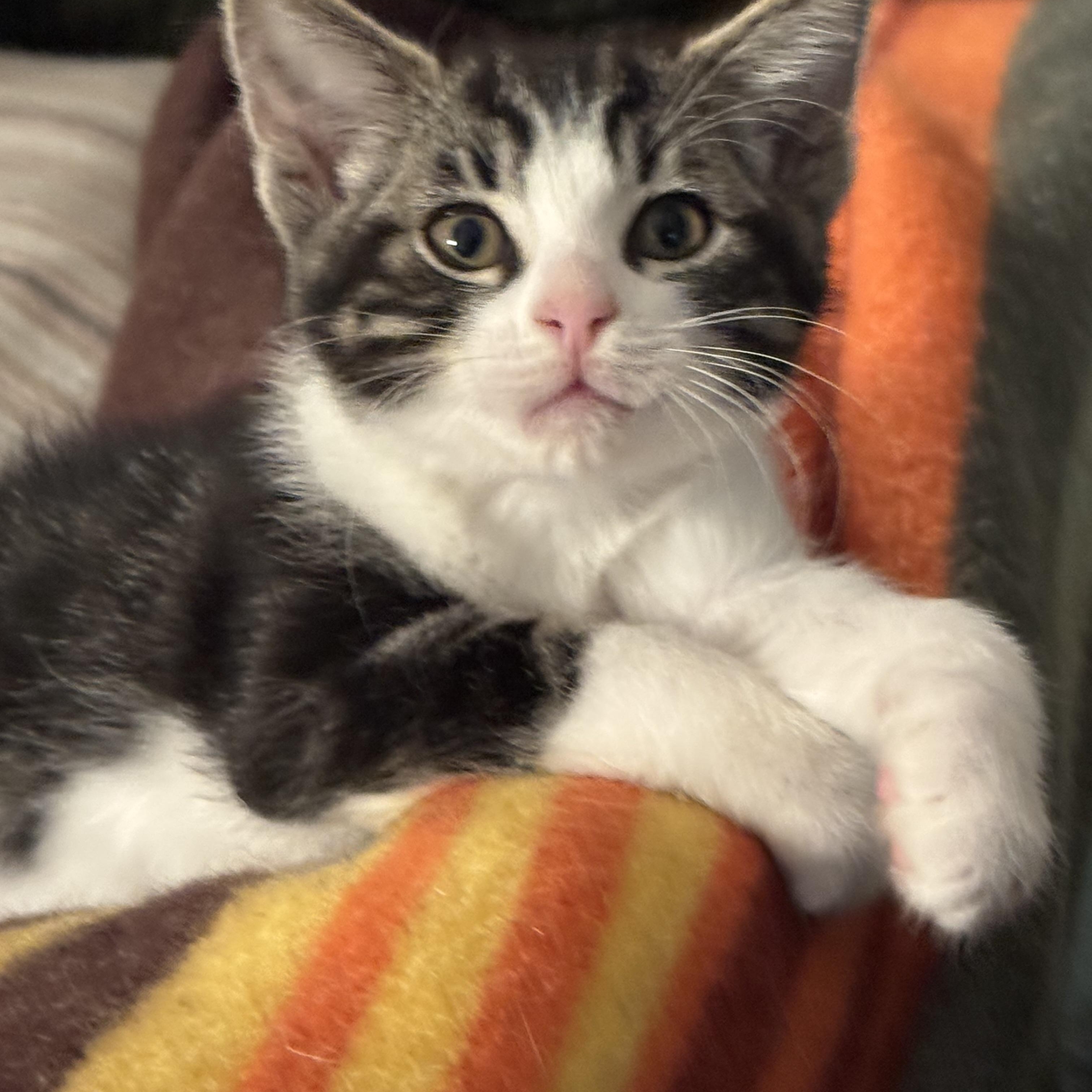 Treble bonded with Tempo, Adoptable, Kitten Male Domestic Short Hair.