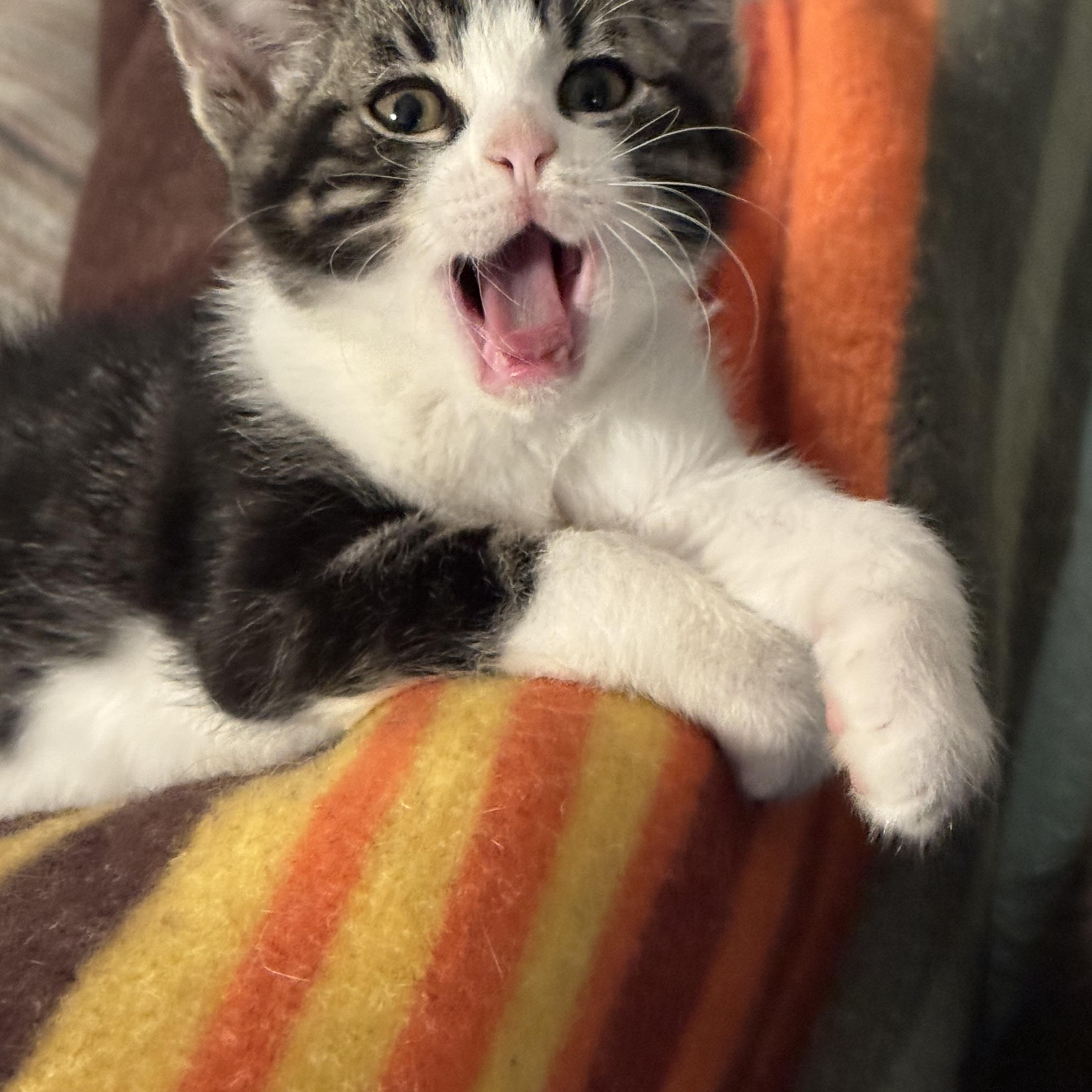 Treble bonded with Tempo, a Adoptable Domestic Short Hair in San Francisco, CA image 3/3