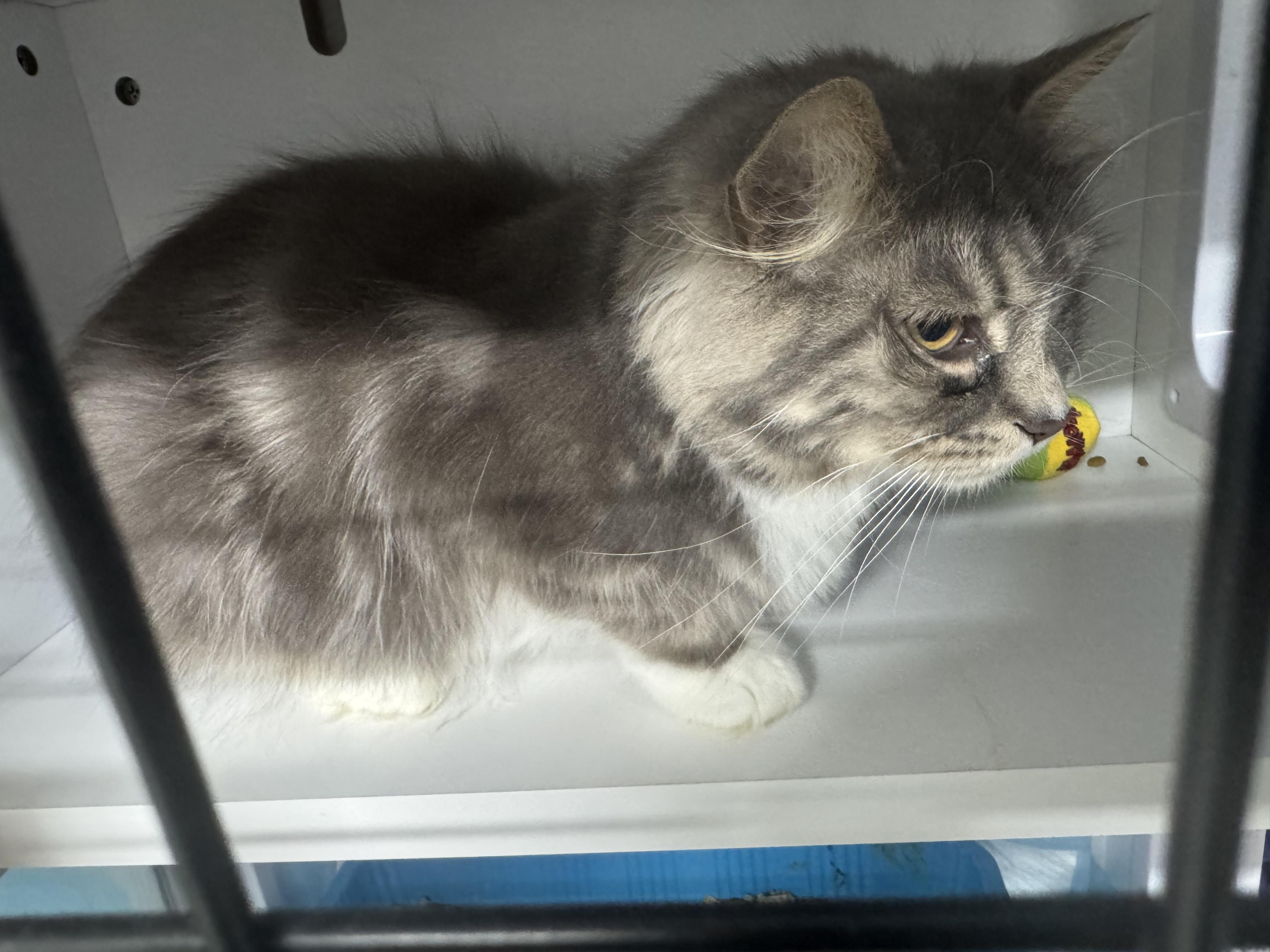 Enlarge Missy, an adopted Domestic Medium Hair in Evans City, PA image 2/5