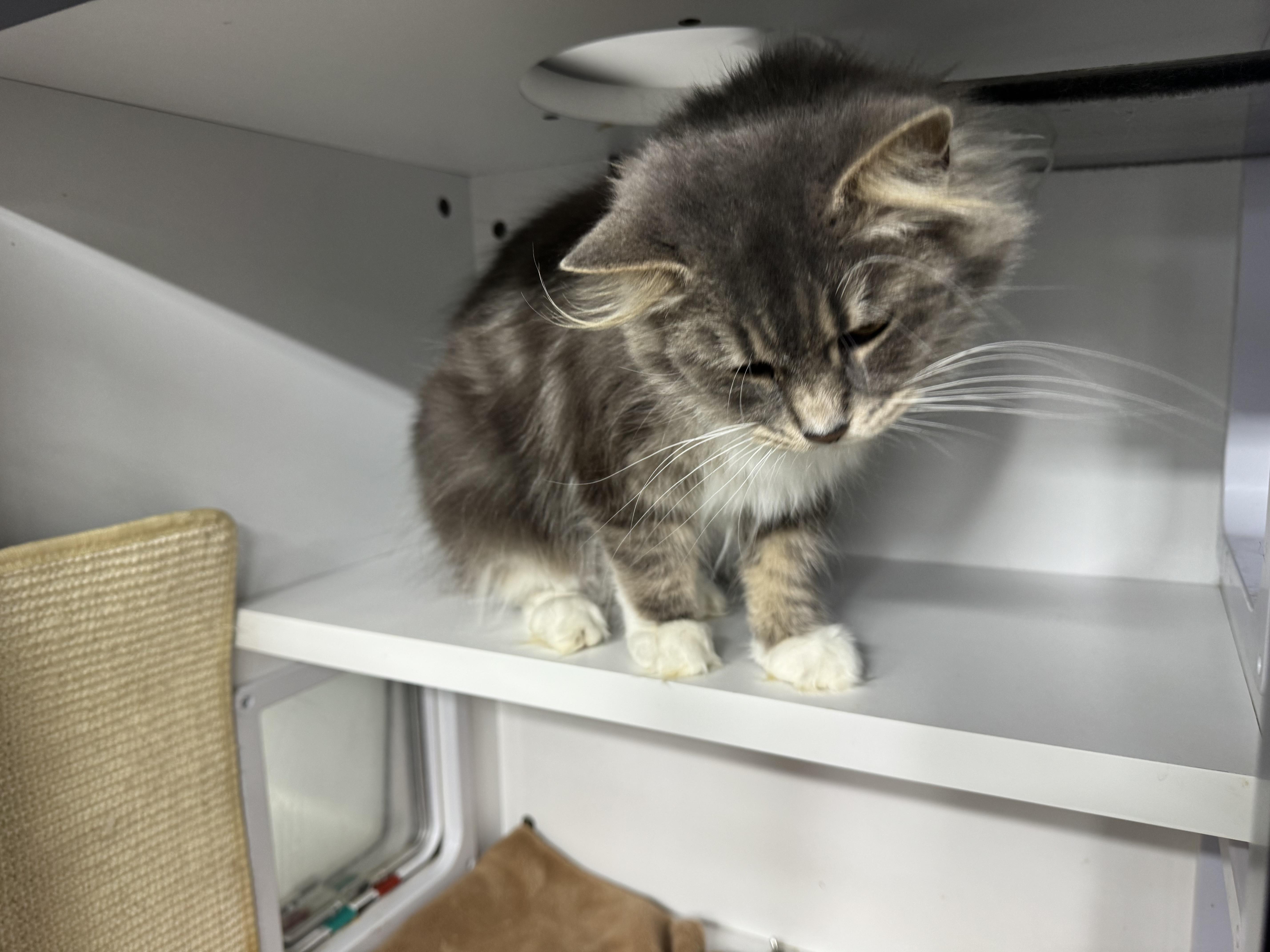 Enlarge Missy, an adopted Domestic Medium Hair in Evans City, PA image 3/5