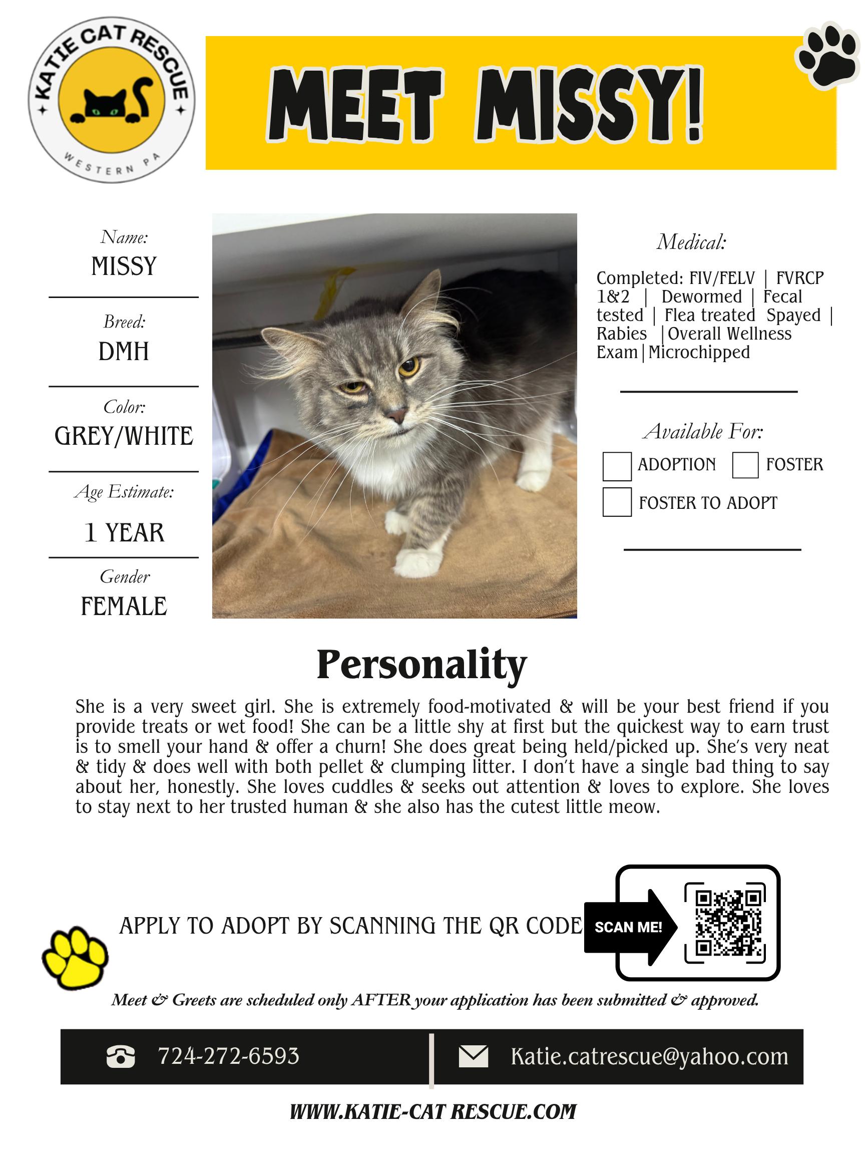 Missy, adopted, Adult Female Domestic Medium Hair.