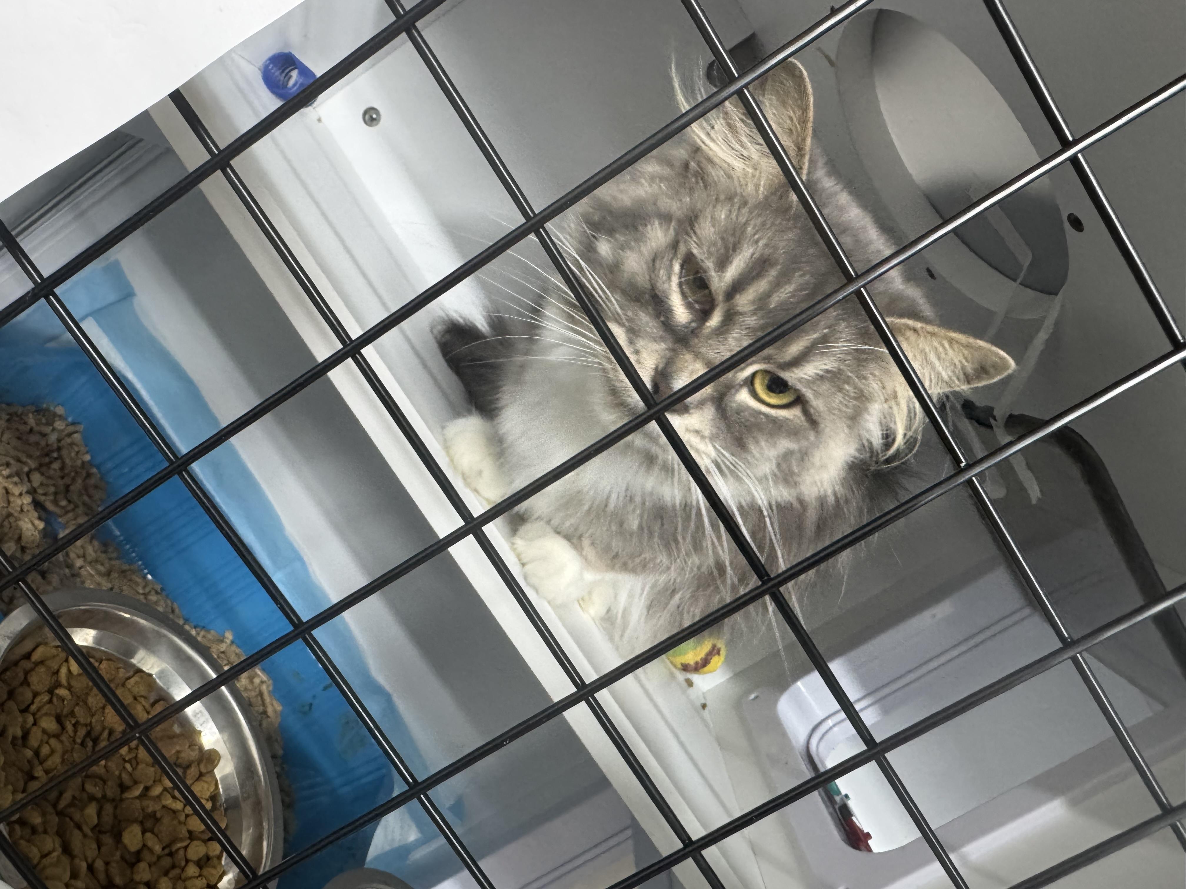 Enlarge Missy, an adopted Domestic Medium Hair in Evans City, PA image 4/5