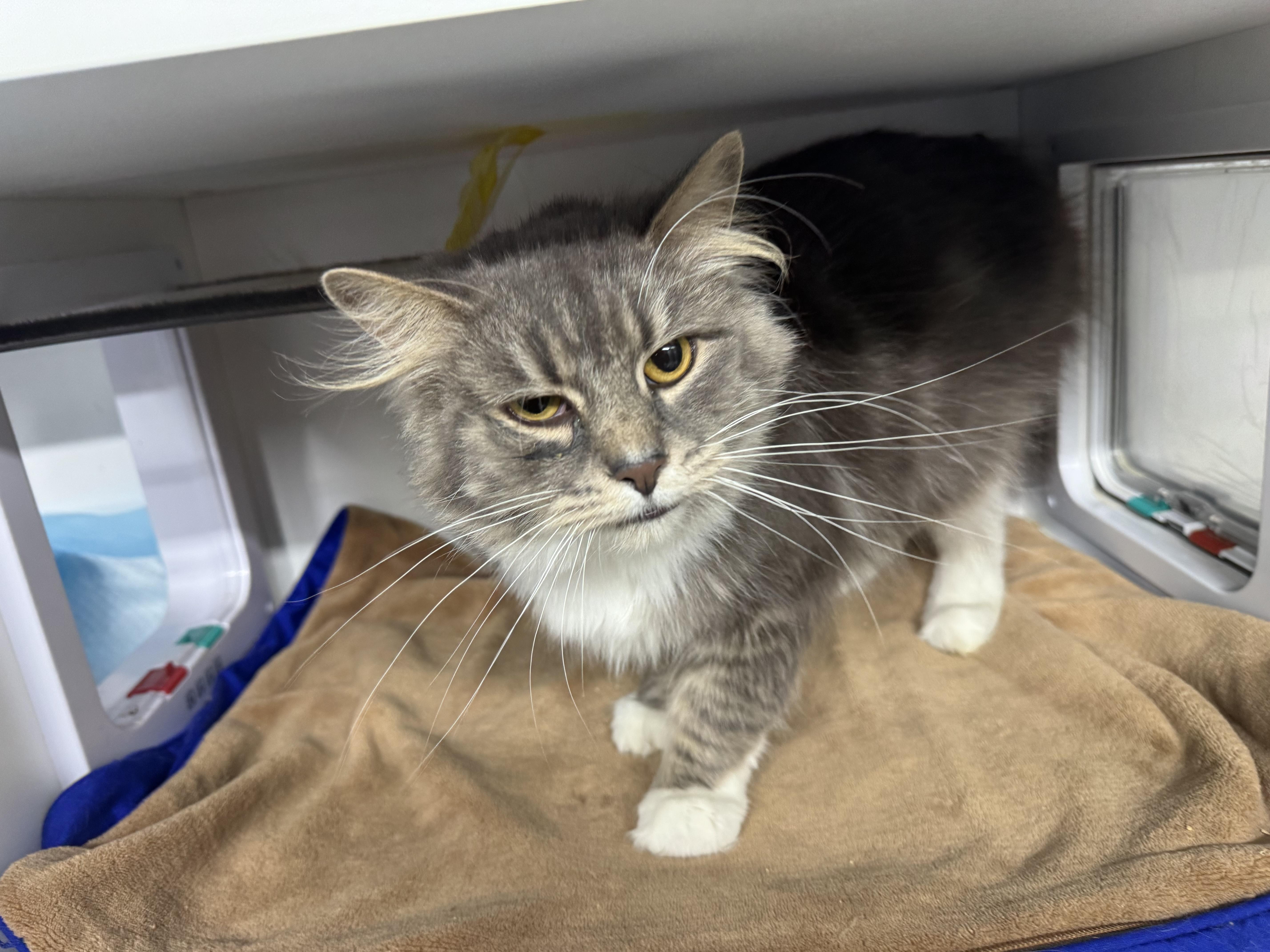 Enlarge Missy, an adopted Domestic Medium Hair in Evans City, PA image 5/5