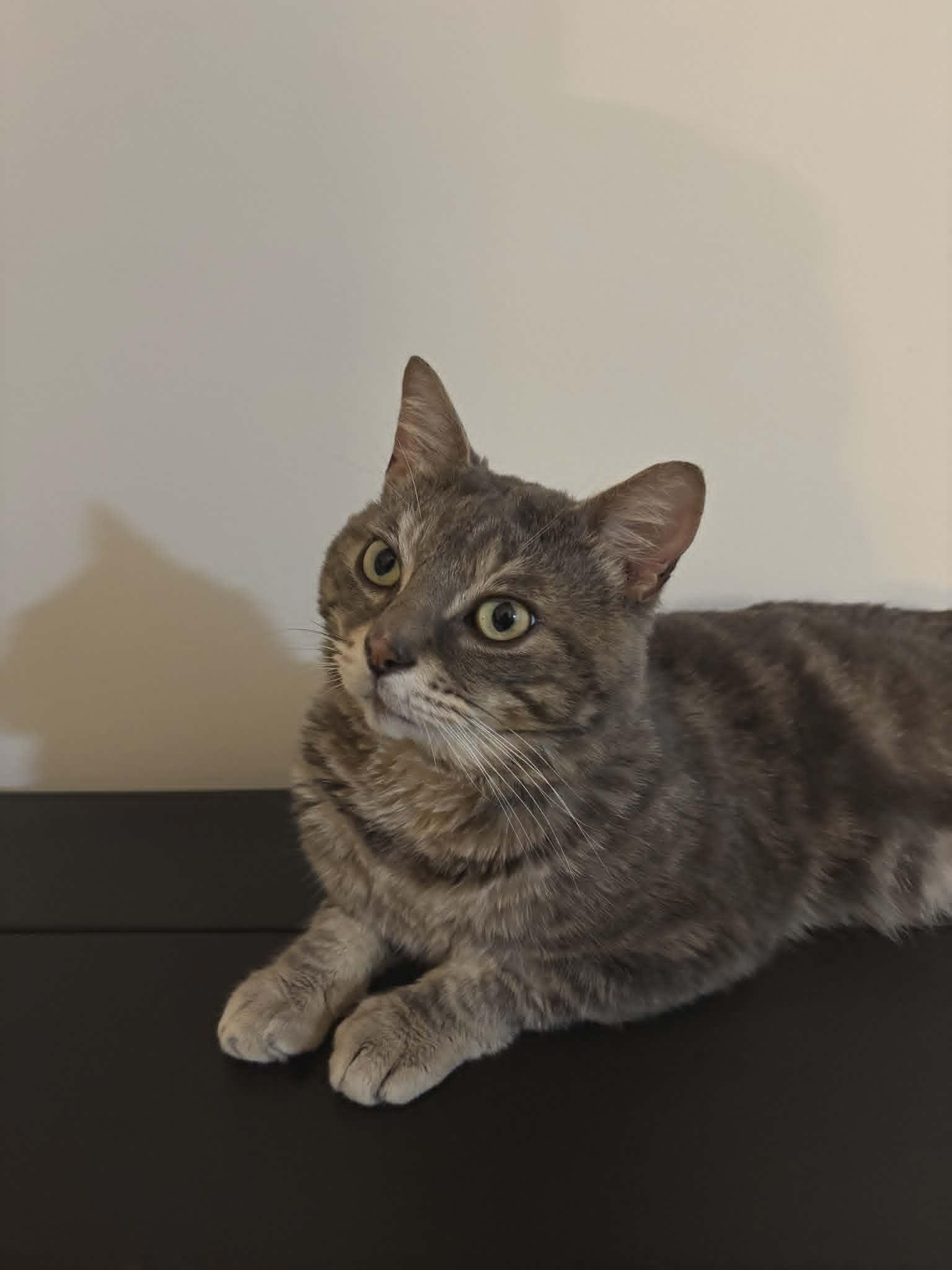 Enlarge Odin, a ADOPTABLE Tabby in Hamilton, ON image 4/4