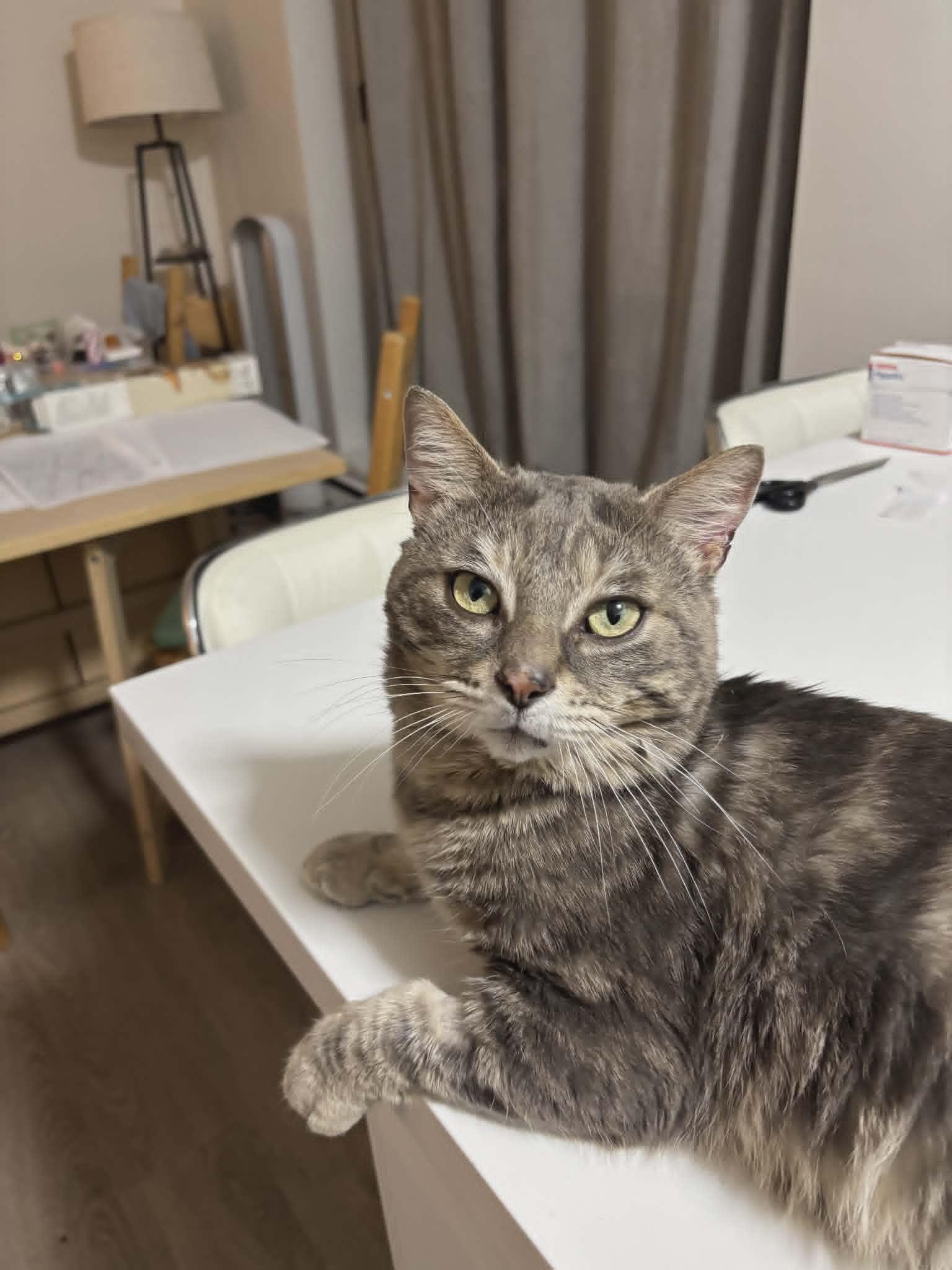 Enlarge Odin, a ADOPTABLE Tabby in Hamilton, ON image 1/4
