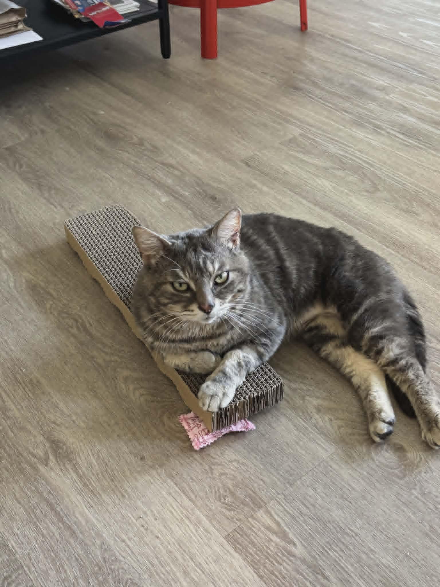 Enlarge Odin, a ADOPTABLE Tabby in Hamilton, ON image 3/4