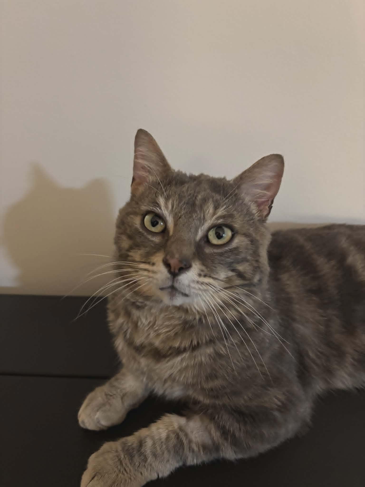 Enlarge Odin, a ADOPTABLE Tabby in Hamilton, ON image 2/4