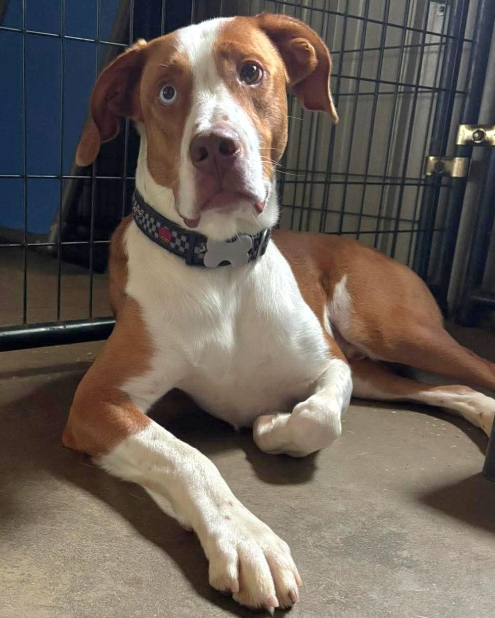 Enlarge Davie - SPONSORED FEE!!, a Adoptable mixed breed in Lapeer, MI image 5/6