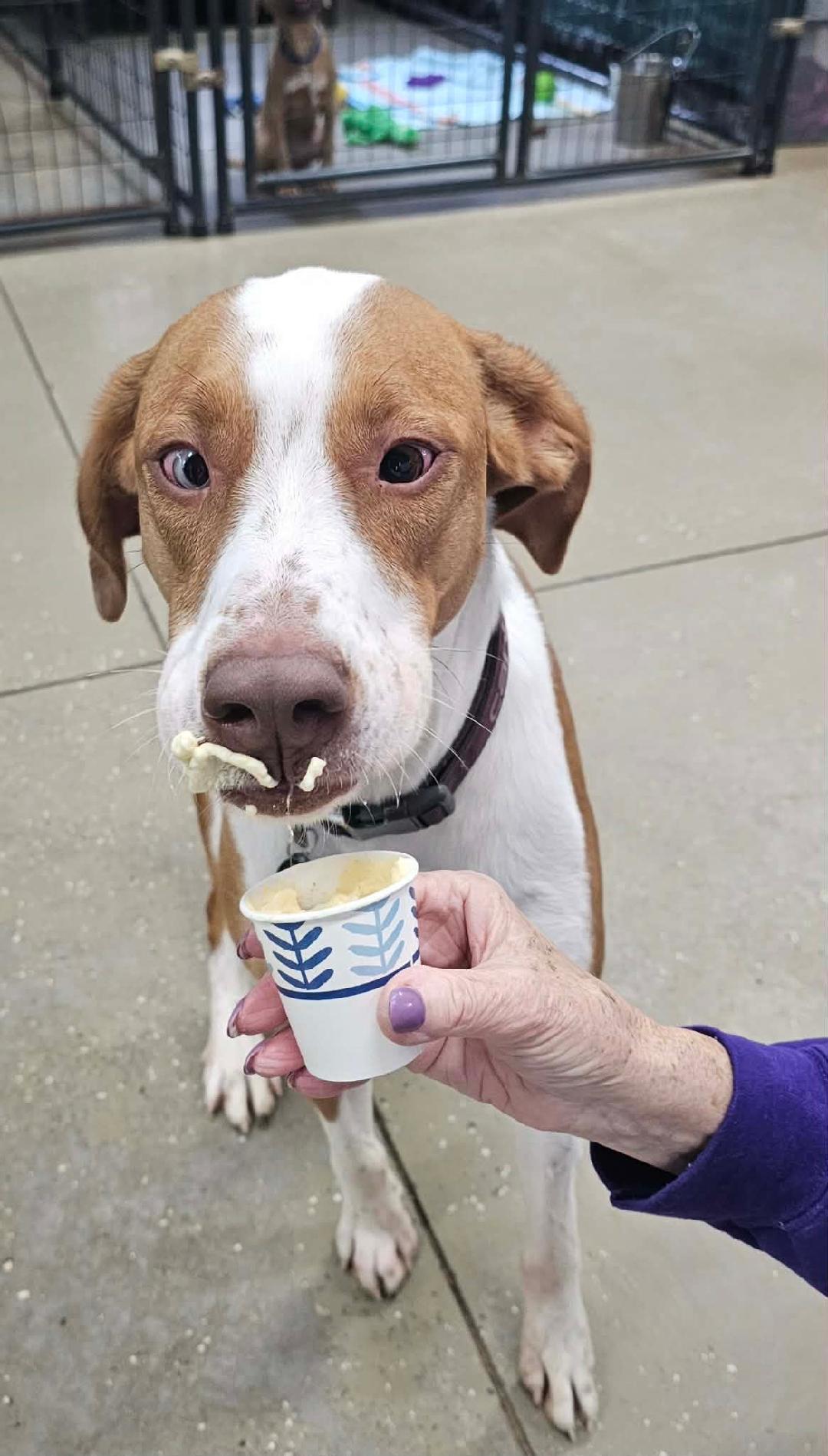 Enlarge Davie - SPONSORED FEE!!, a Adoptable mixed breed in Lapeer, MI image 1/6