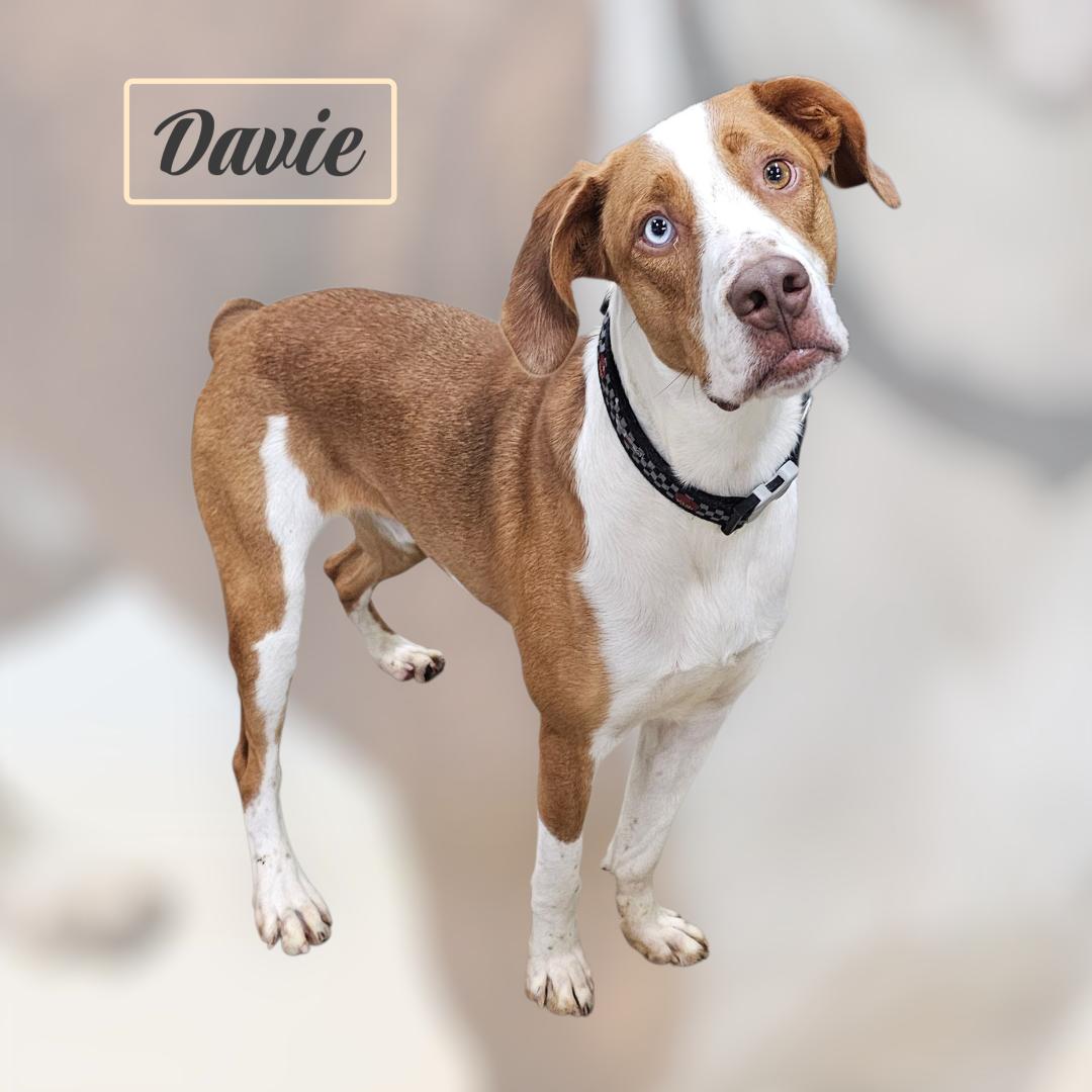 Enlarge Davie - SPONSORED FEE!!, a Adoptable mixed breed in Lapeer, MI image 2/6