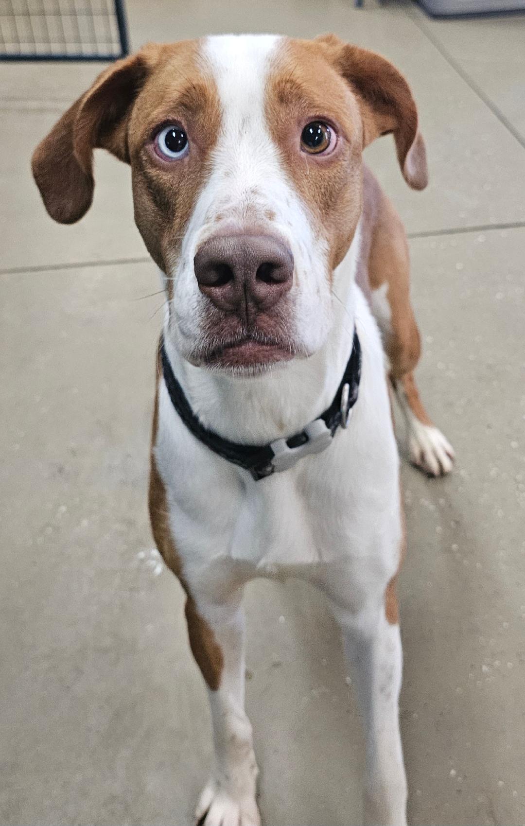 Davie - Patient Experienced Foster Needed!