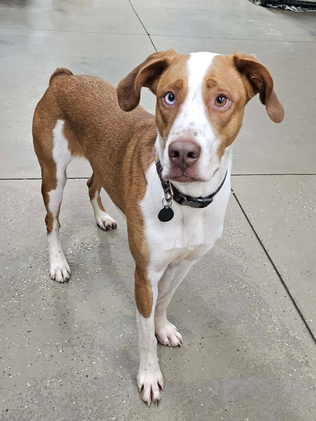 Enlarge Davie - SPONSORED FEE!!, a Adoptable mixed breed in Lapeer, MI image 3/6