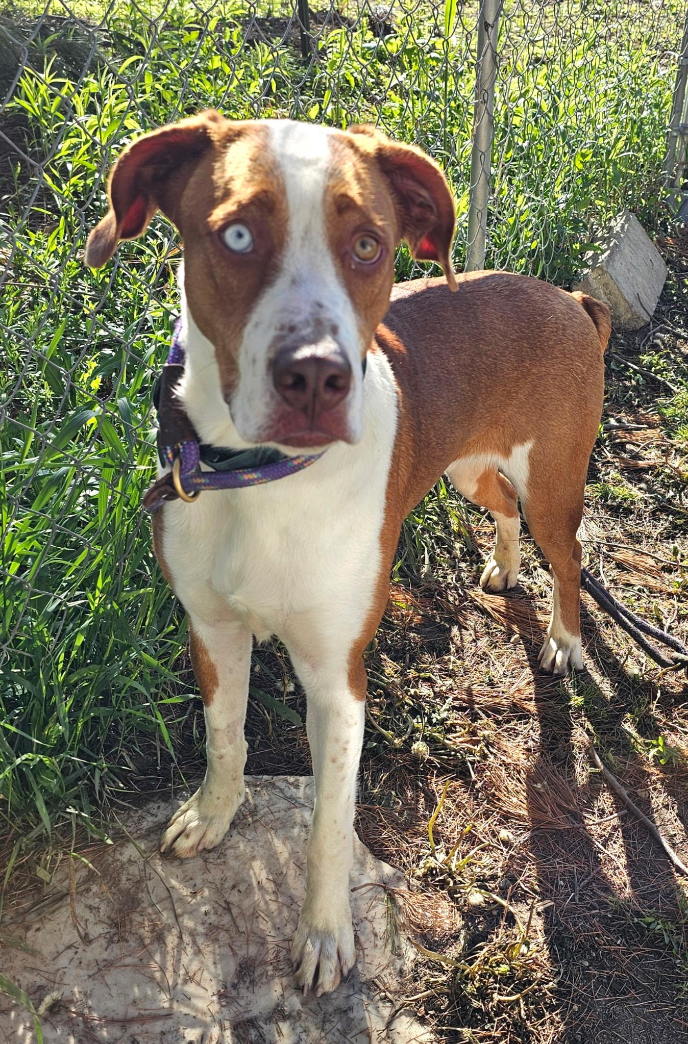 Davie - Patient Experienced Foster Needed!
