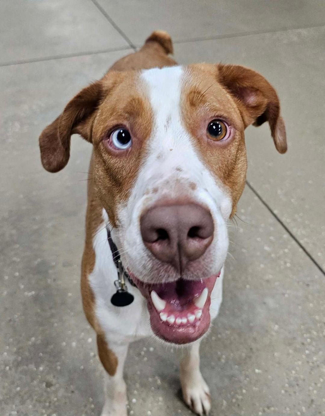 Enlarge Davie - SPONSORED FEE!!, a Adoptable mixed breed in Lapeer, MI image 4/6