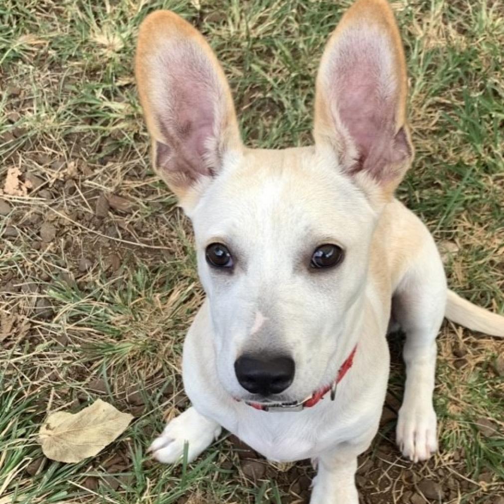 Mr. Darcy, Adoptable, Adult Male Corgi.