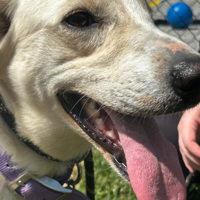 Enlarge Laurel, a Adoptable mixed breed in Louisville, KY image 1/6