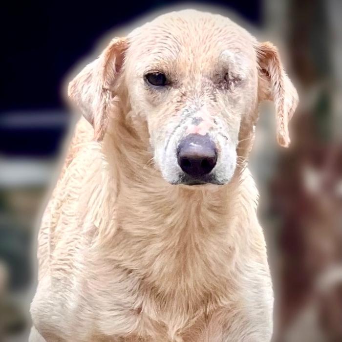 Enlarge Laurel, a Adoptable mixed breed in Louisville, KY image 2/6