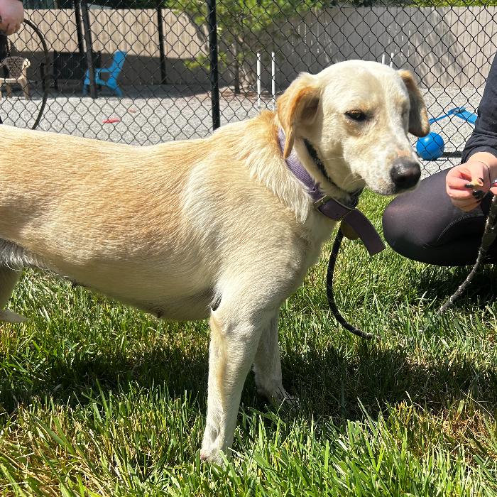 Enlarge Laurel, a Adoptable mixed breed in Louisville, KY image 3/6