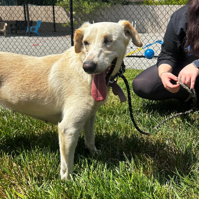 Enlarge Laurel, a Adoptable mixed breed in Louisville, KY image 4/6