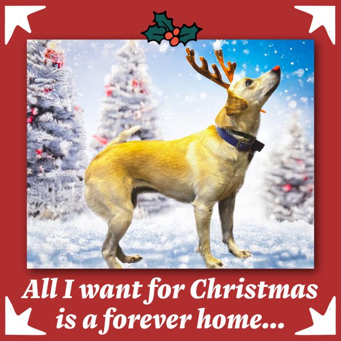 Enlarge Laurel, a Adoptable mixed breed in Louisville, KY image 5/6