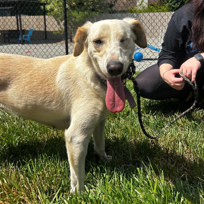 Enlarge Laurel, a Adoptable mixed breed in Louisville, KY image 6/6