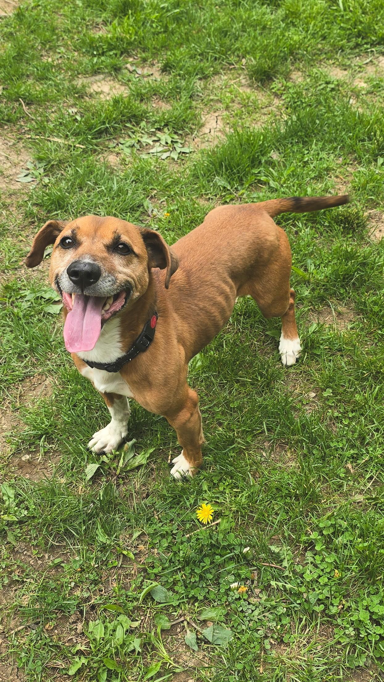 Zee, an adoptable Feist in Shepherdsville, KY, 40165 | Photo Image 1