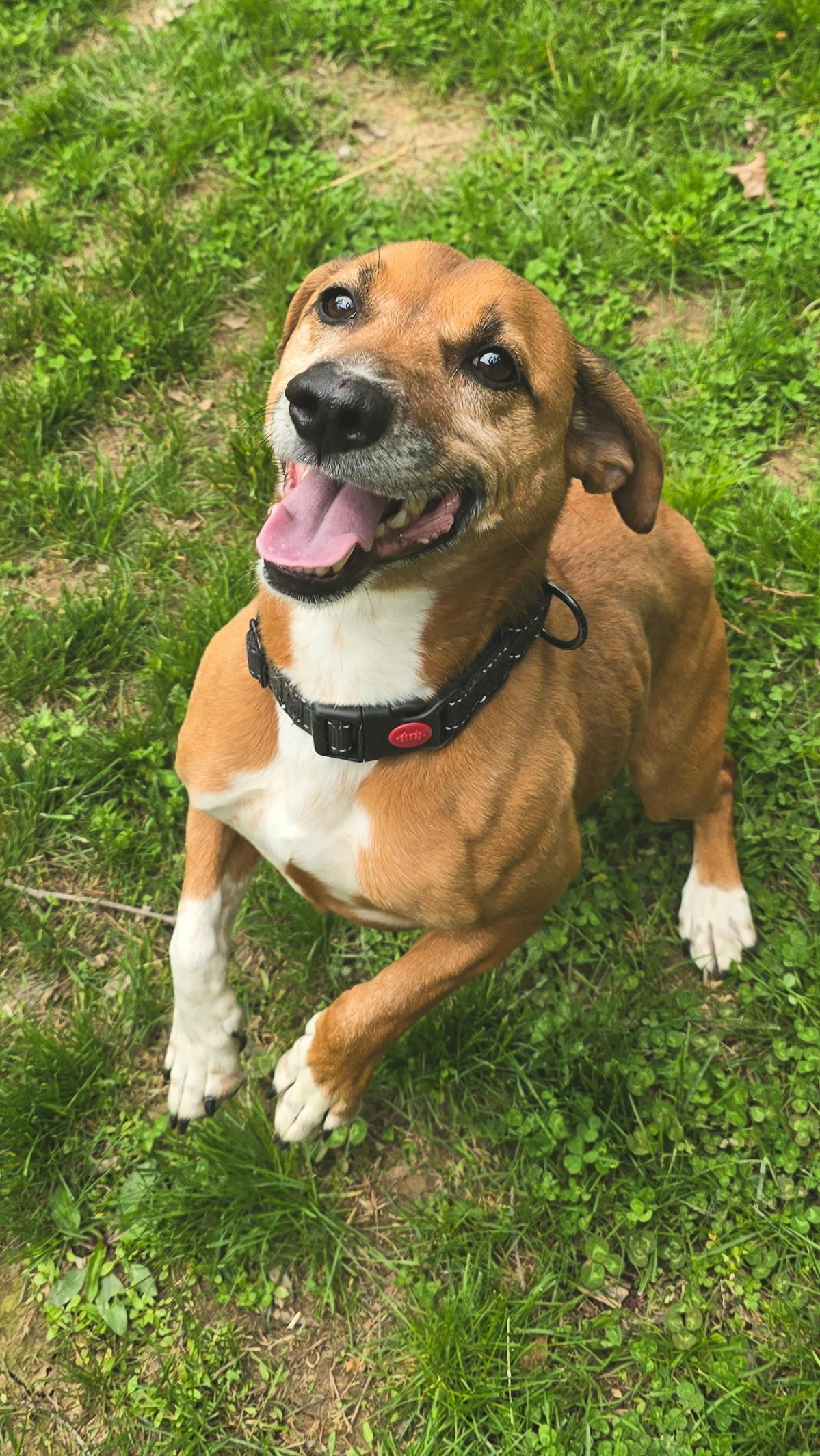 Zee, an adoptable Feist in Shepherdsville, KY, 40165 | Photo Image 2