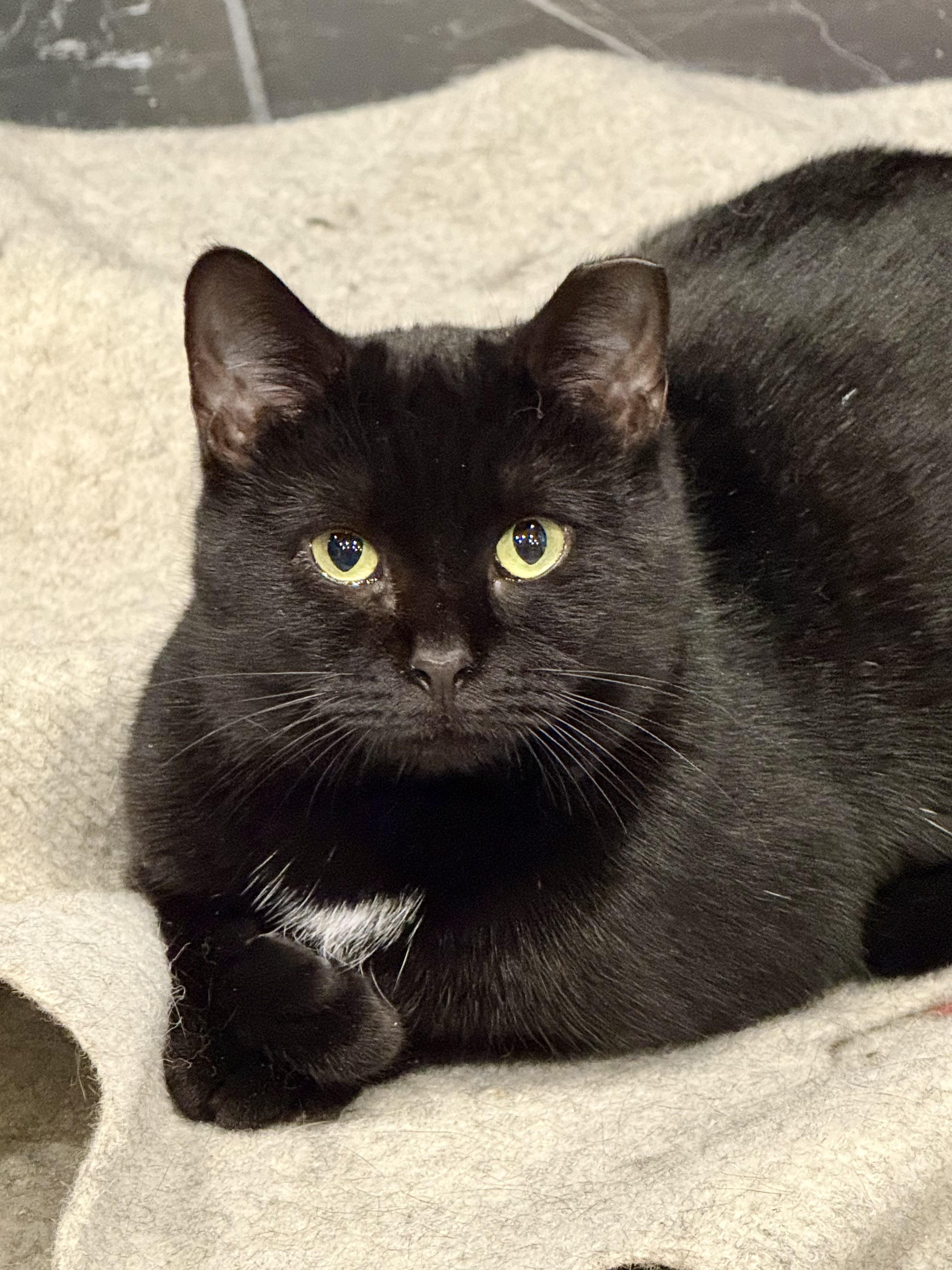 Enlarge Renesmee, a Adoptable Domestic Short Hair in Frewsburg, NY image 1/1