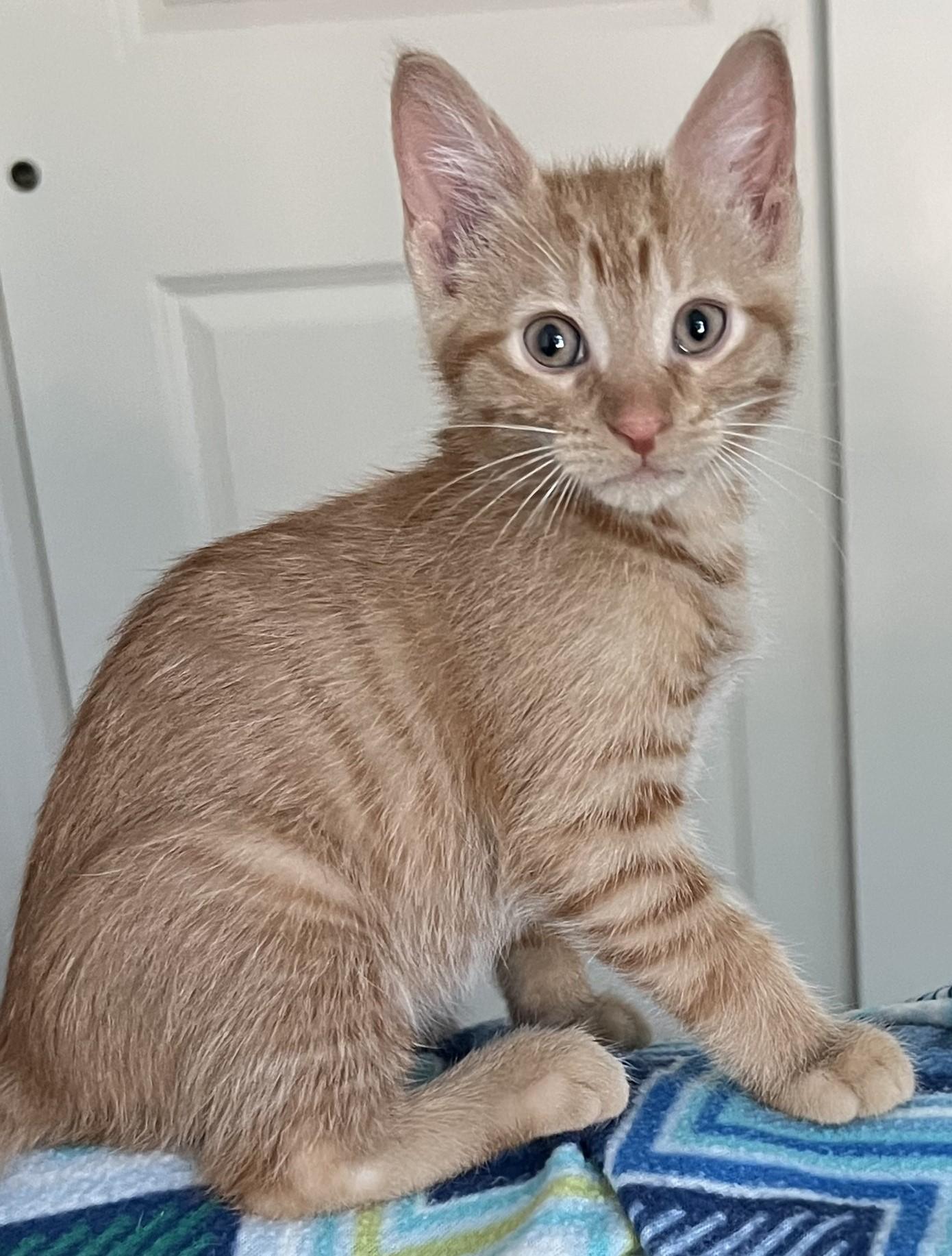 Enlarge Gelato, an adopted Domestic Short Hair in Cedar Rapids, IA image 5/6