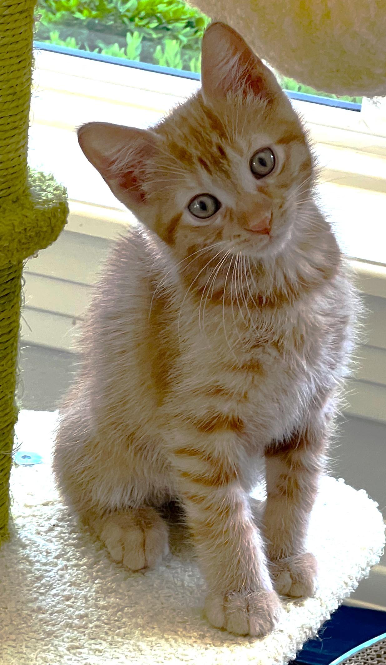 Enlarge Gelato, an adopted Domestic Short Hair in Cedar Rapids, IA image 1/6
