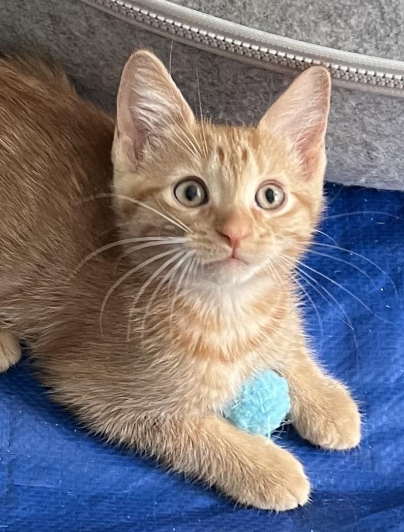 Enlarge Gelato, an adopted Domestic Short Hair in Cedar Rapids, IA image 6/6