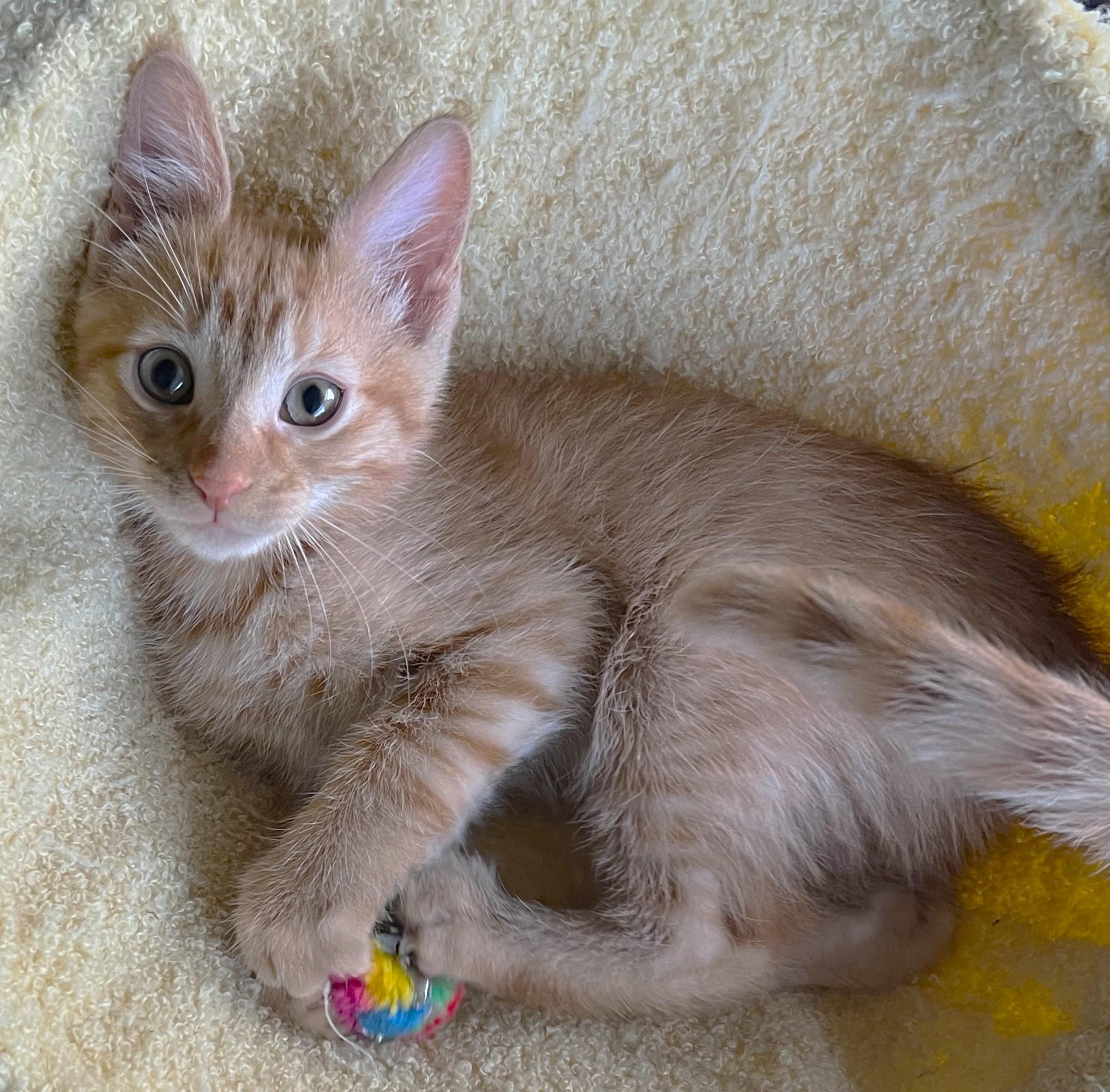 Enlarge Gelato, an adopted Domestic Short Hair in Cedar Rapids, IA image 2/6
