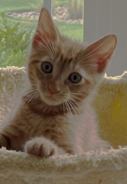 Enlarge Gelato, an adopted Domestic Short Hair in Cedar Rapids, IA image 4/6