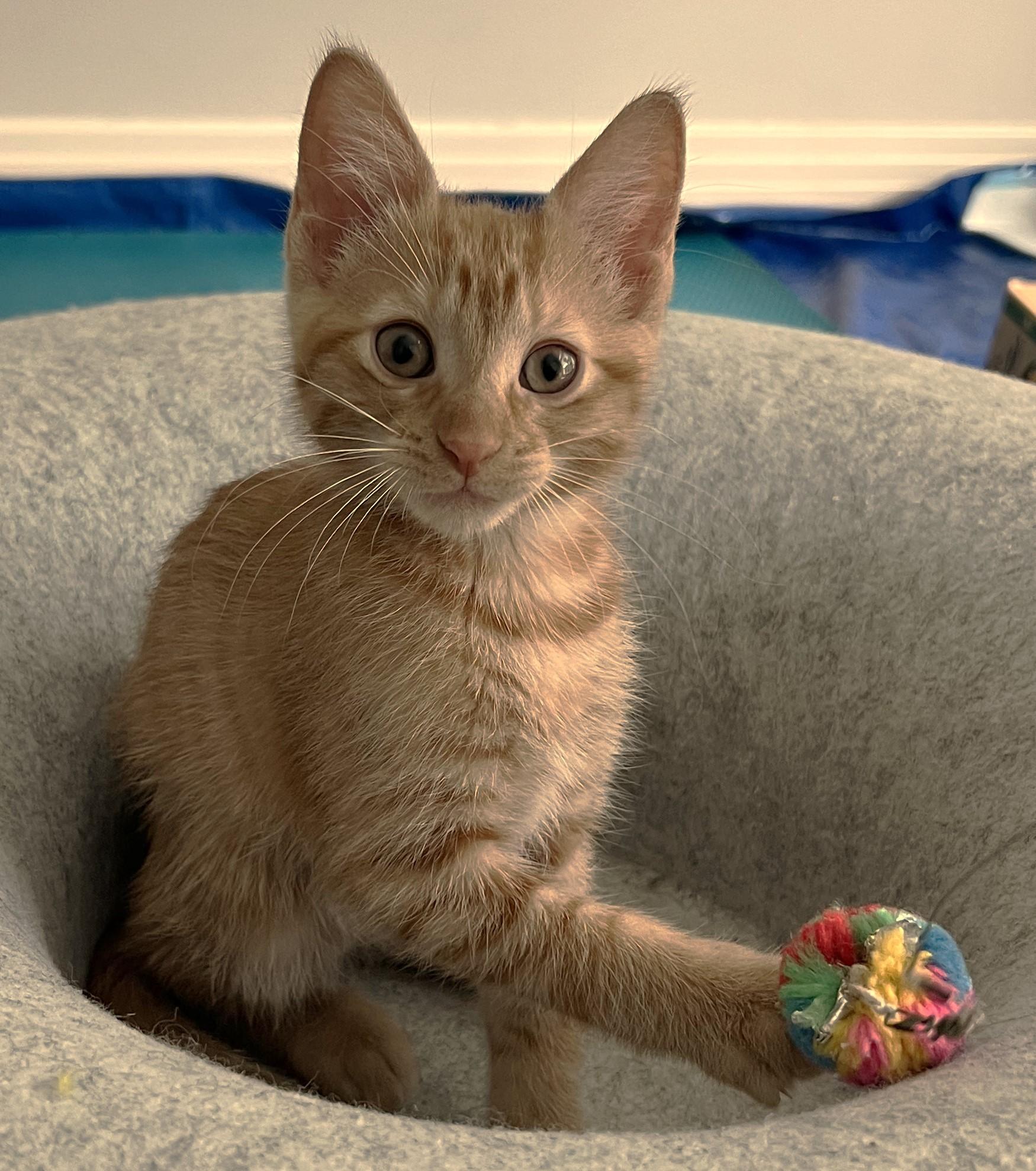 Enlarge Gelato, an adopted Domestic Short Hair in Cedar Rapids, IA image 3/6