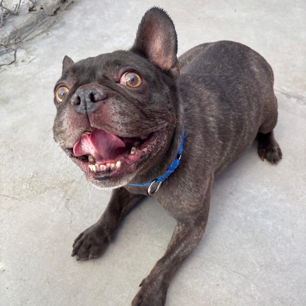 Enlarge Momo, a Adoptable Mixed Breed in Medford, OR image 1/3