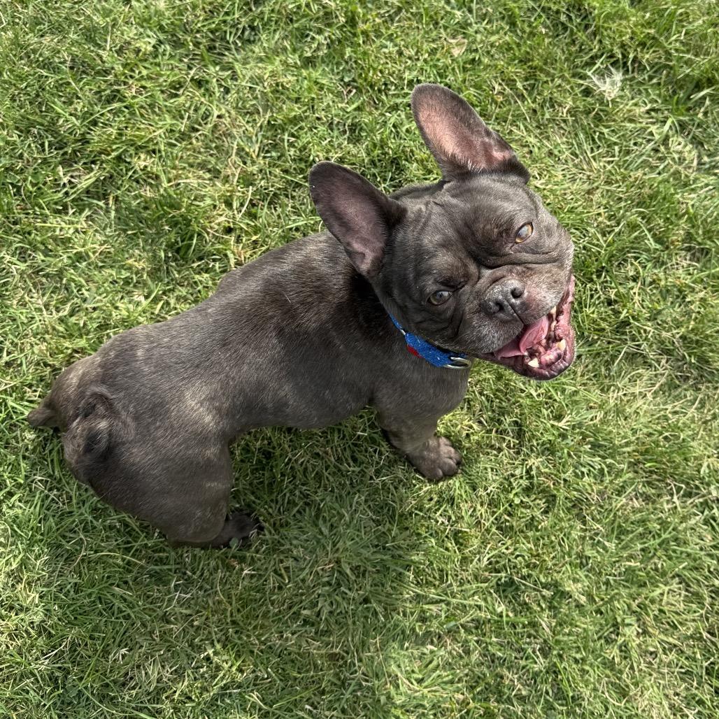 Enlarge Momo, a Adoptable Mixed Breed in Medford, OR image 2/3