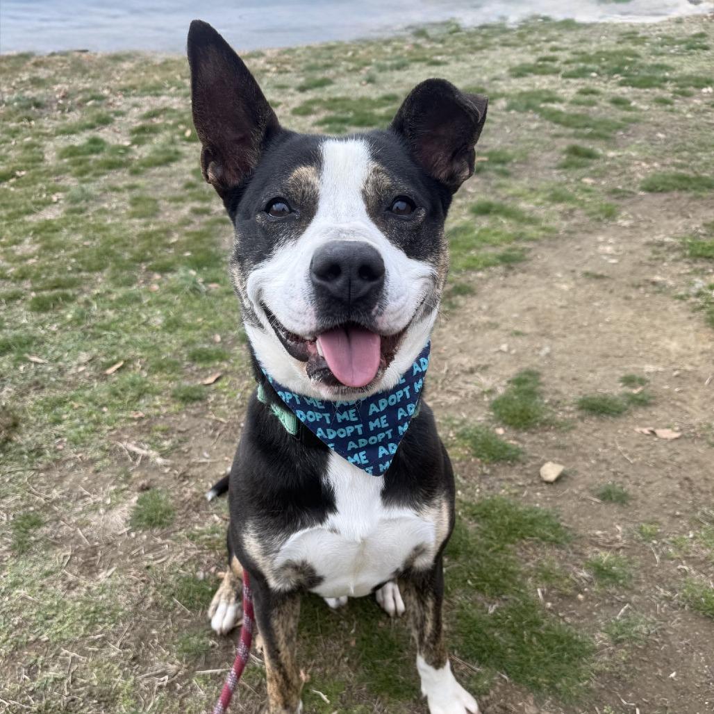 Scooter, a Adoptable mixed breed in Concord, NC image 1/6
