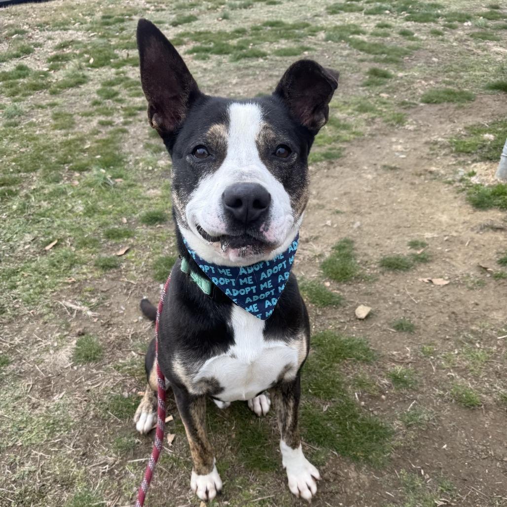 Scooter, a Adoptable mixed breed in Concord, NC image 3/6